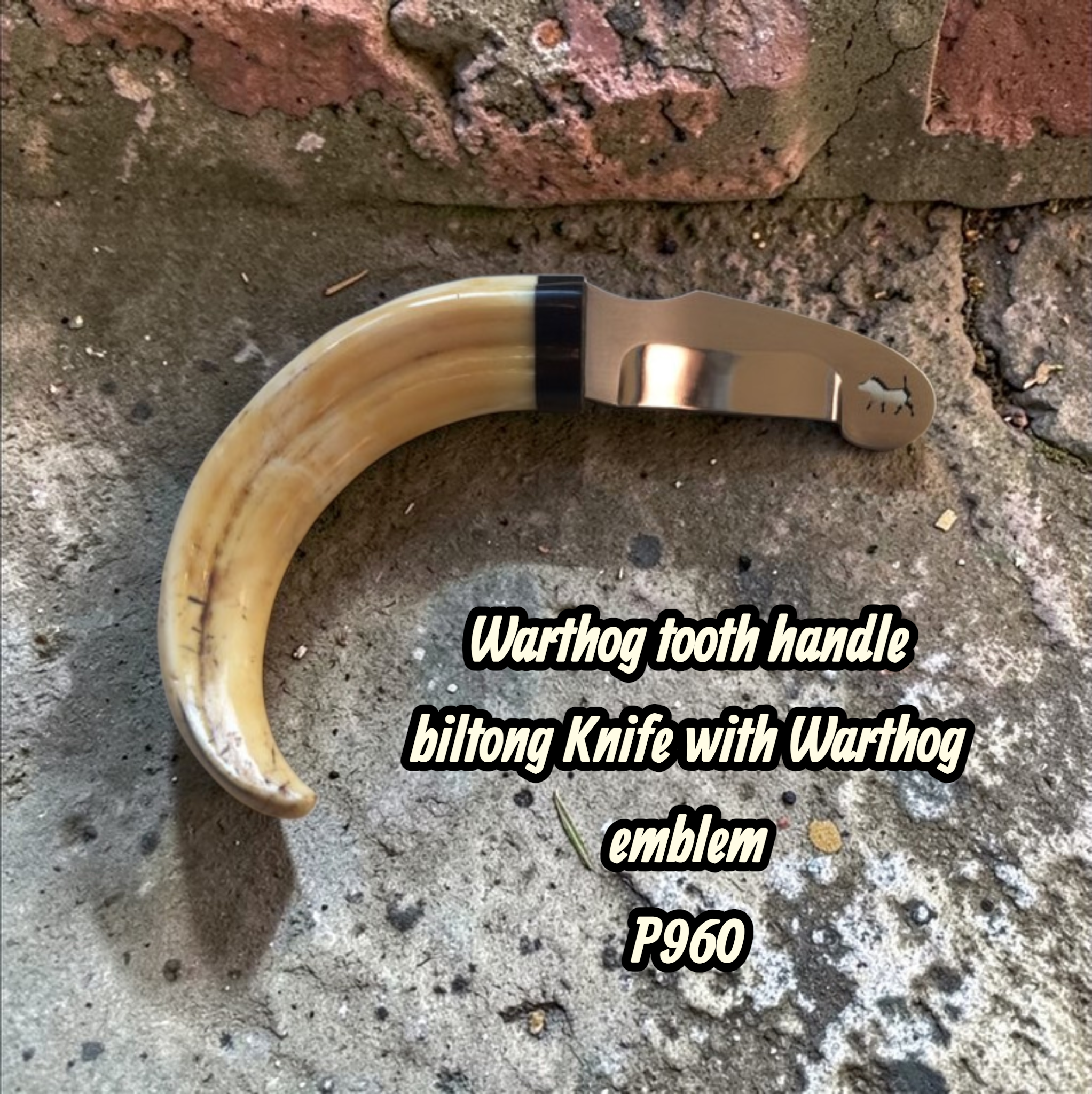 Warthog Tooth handle biltong knife